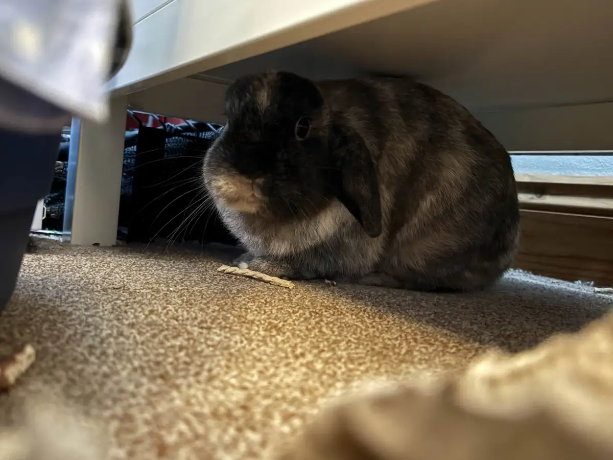 Oreo's New Favorite Hideaway: Under My Stylish Shelving Unit