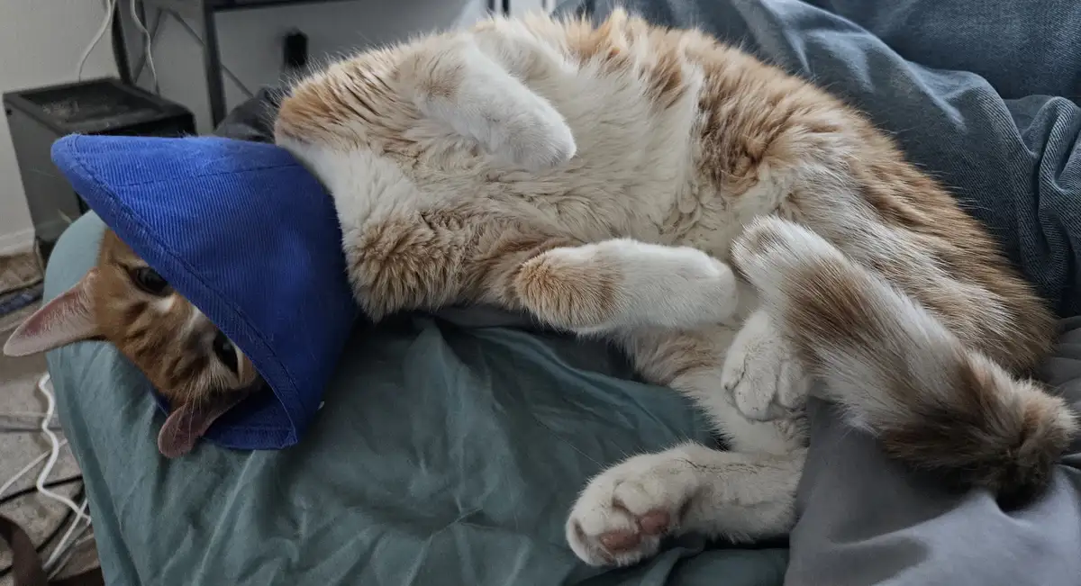 An orange and white cat is lying on its back on a gray couch, wearing a blue cone collar, with its head peeking out and…