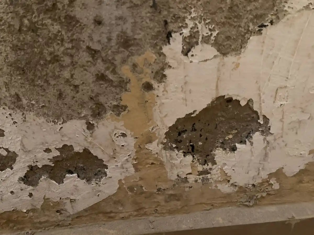 The image shows a close-up of a deteriorating wall with peeling white paint, revealing dark brown and black stains…