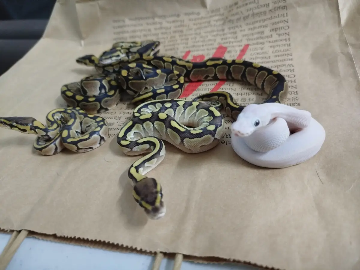 Adorable Baby Snakes: Nature's Tiny Wonders