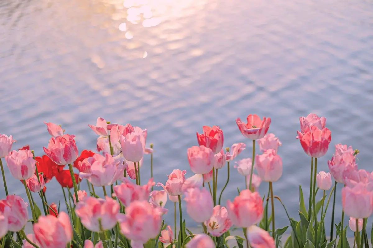 A serene photo shows a field of pink and red tulips growing by a calm body of water with sunlight glinting on the surface…