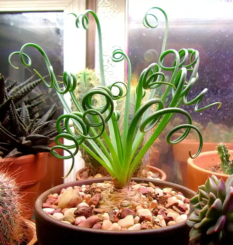 A close-up photo shows a potted plant with long, bright green, tightly curled leaves resembling question marks or spirals…