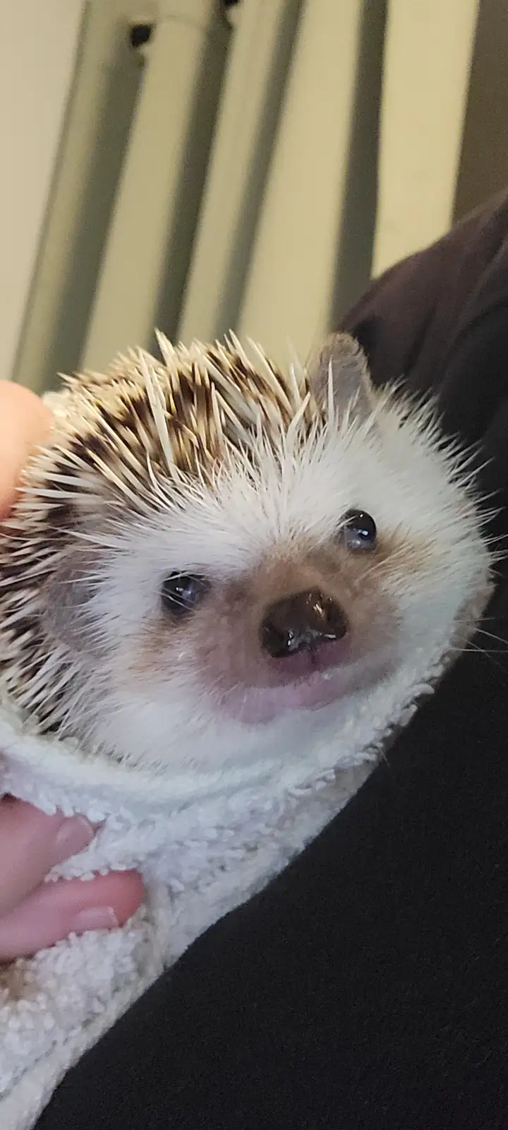 A close-up photo shows a small hedgehog with white and brown spines, being held gently in a white towel. The hedgehog has…