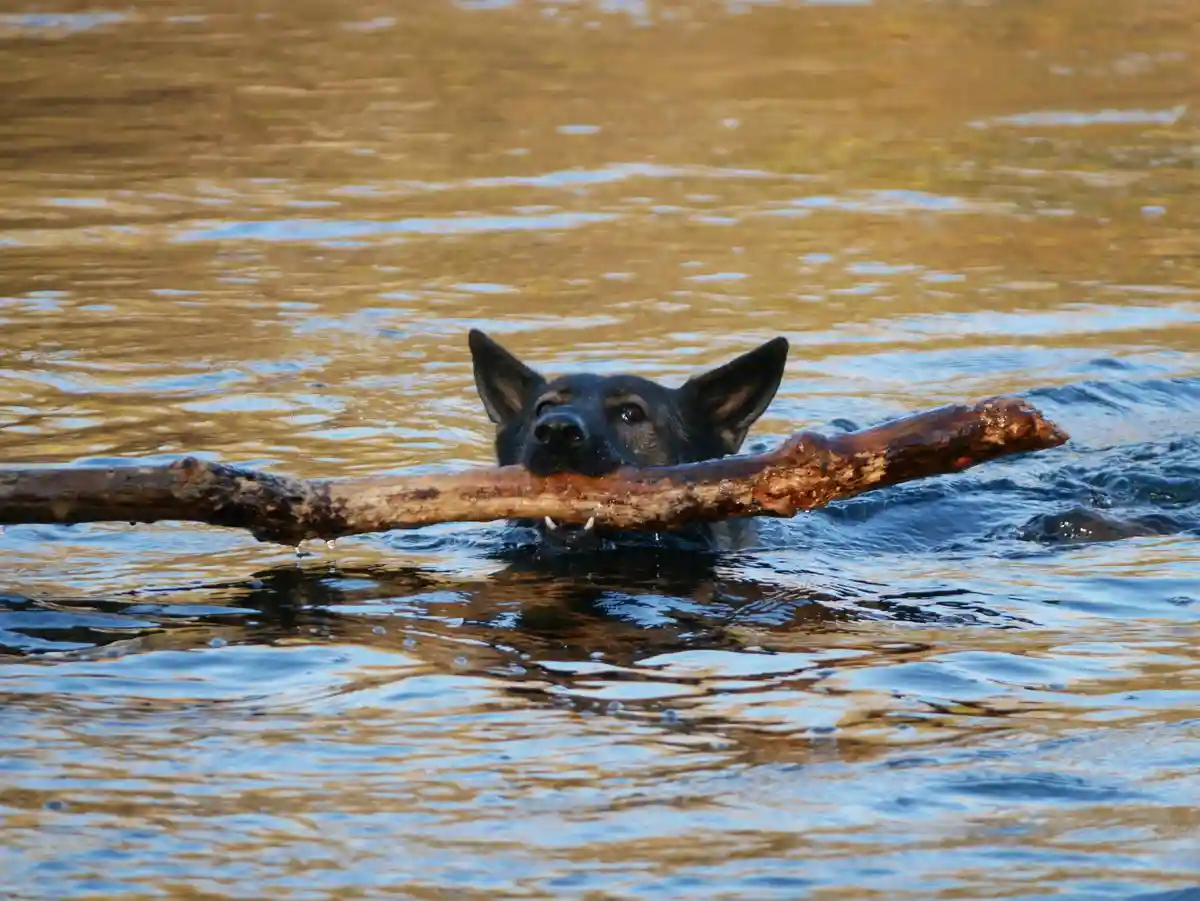 A black dog with pointed ears is swimming in rippling water, holding a large, wet, brown stick horizontally in its mouth…