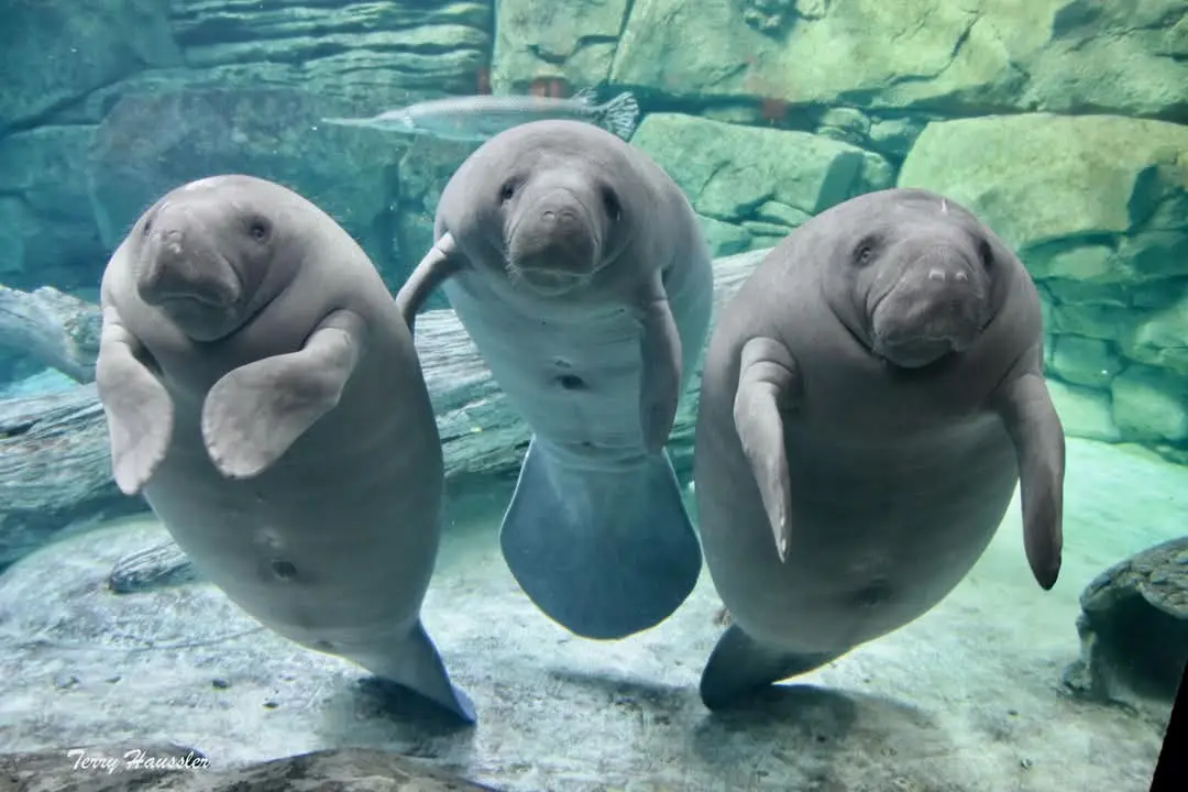 Swimshady: The Ultimate Manatee Name