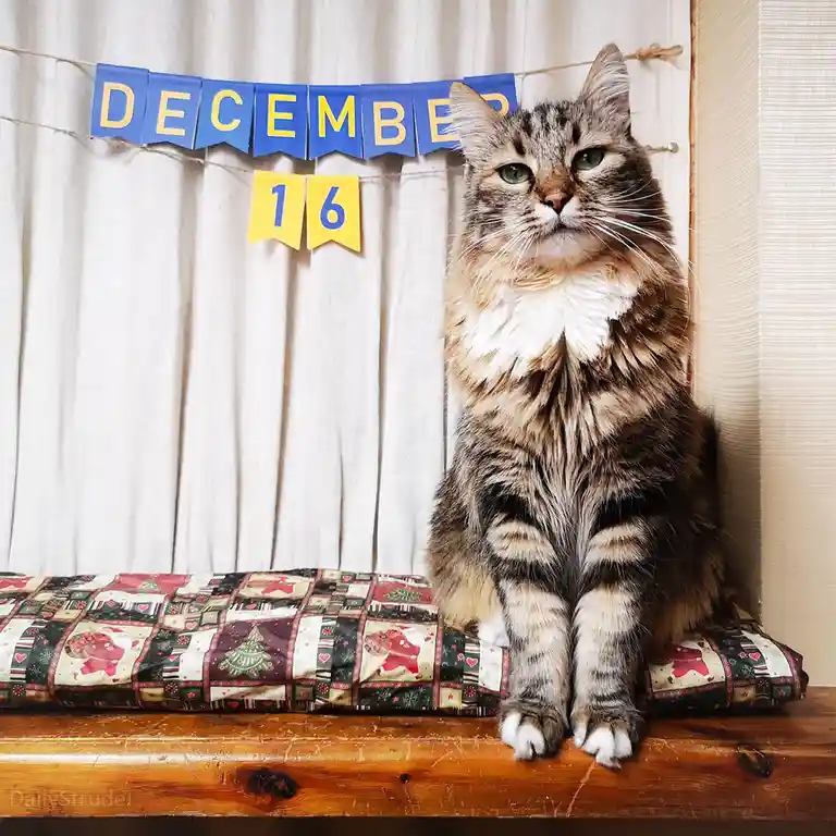 Mark Your Calendars: December 16