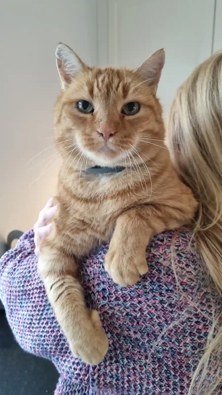 An orange tabby cat with green eyes and a dark collar is being held by a person wearing a colorful knit sweater. The cat…
