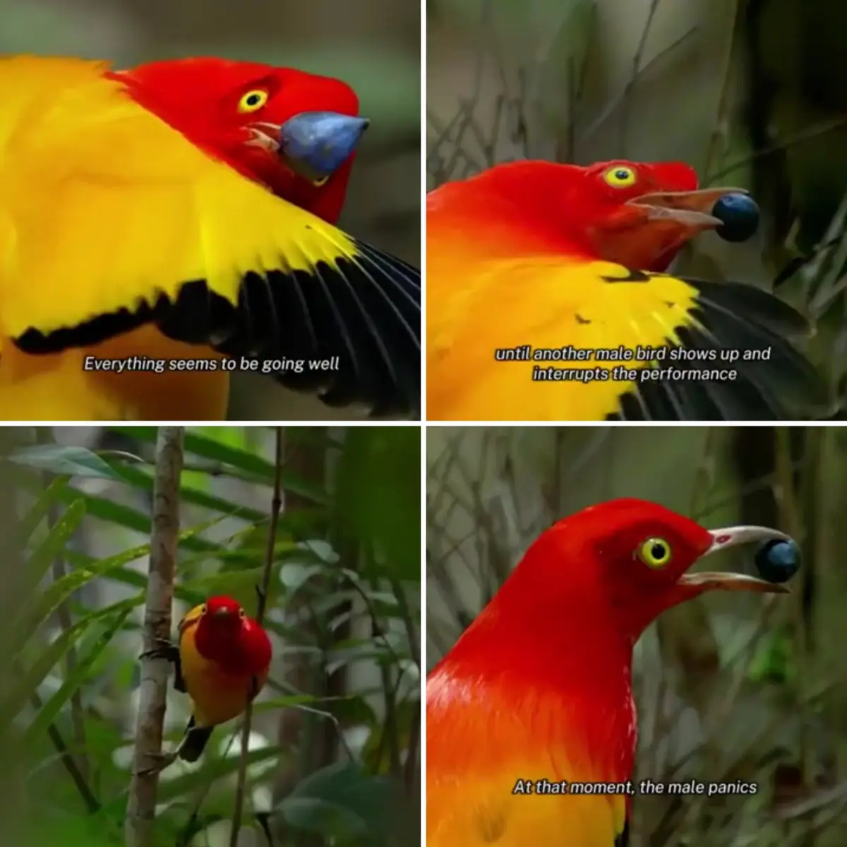 A four-panel meme showing a male red-and-yellow bird performing with a blue berry in its beak, then panicking when another…