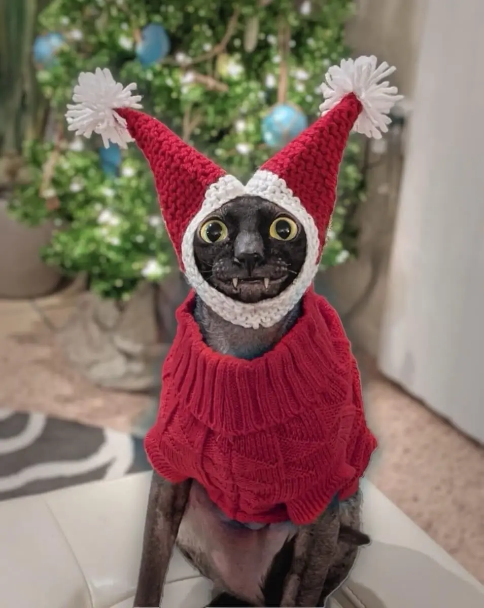 A hairless cat with large yellow eyes and visible fangs wears a red crocheted Santa hat with white pom-poms and a matching…