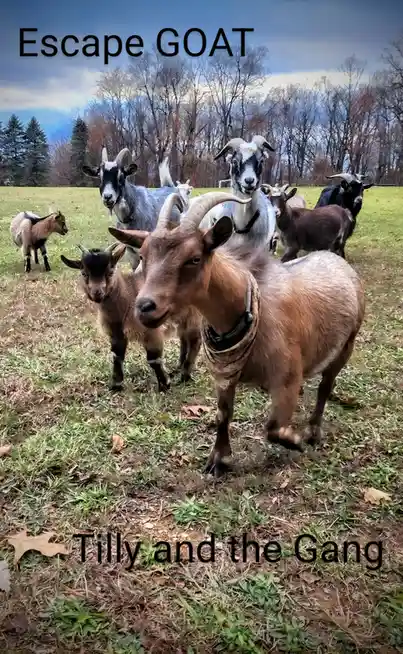 A group of goats, including a prominent brown one in the foreground, stand in a grassy field with bare trees in the…