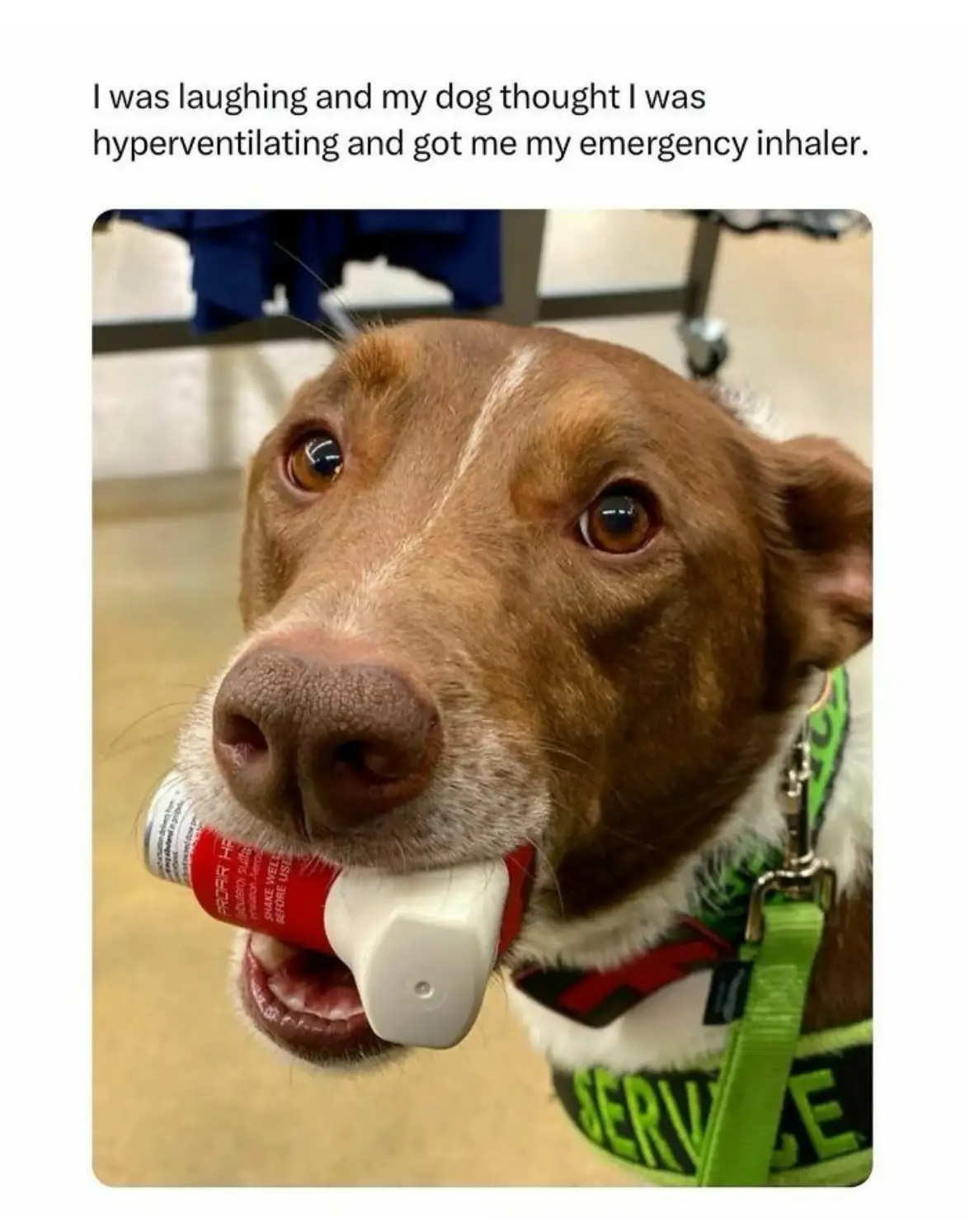A brown and white dog with a green service vest holds a red and white inhaler in its mouth. The dog has wide, innocent eyes…