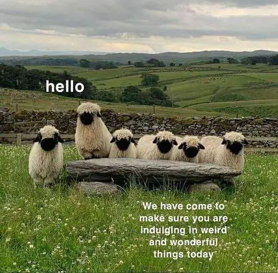 The Meme Returns: Episode 1160 in the void-desert