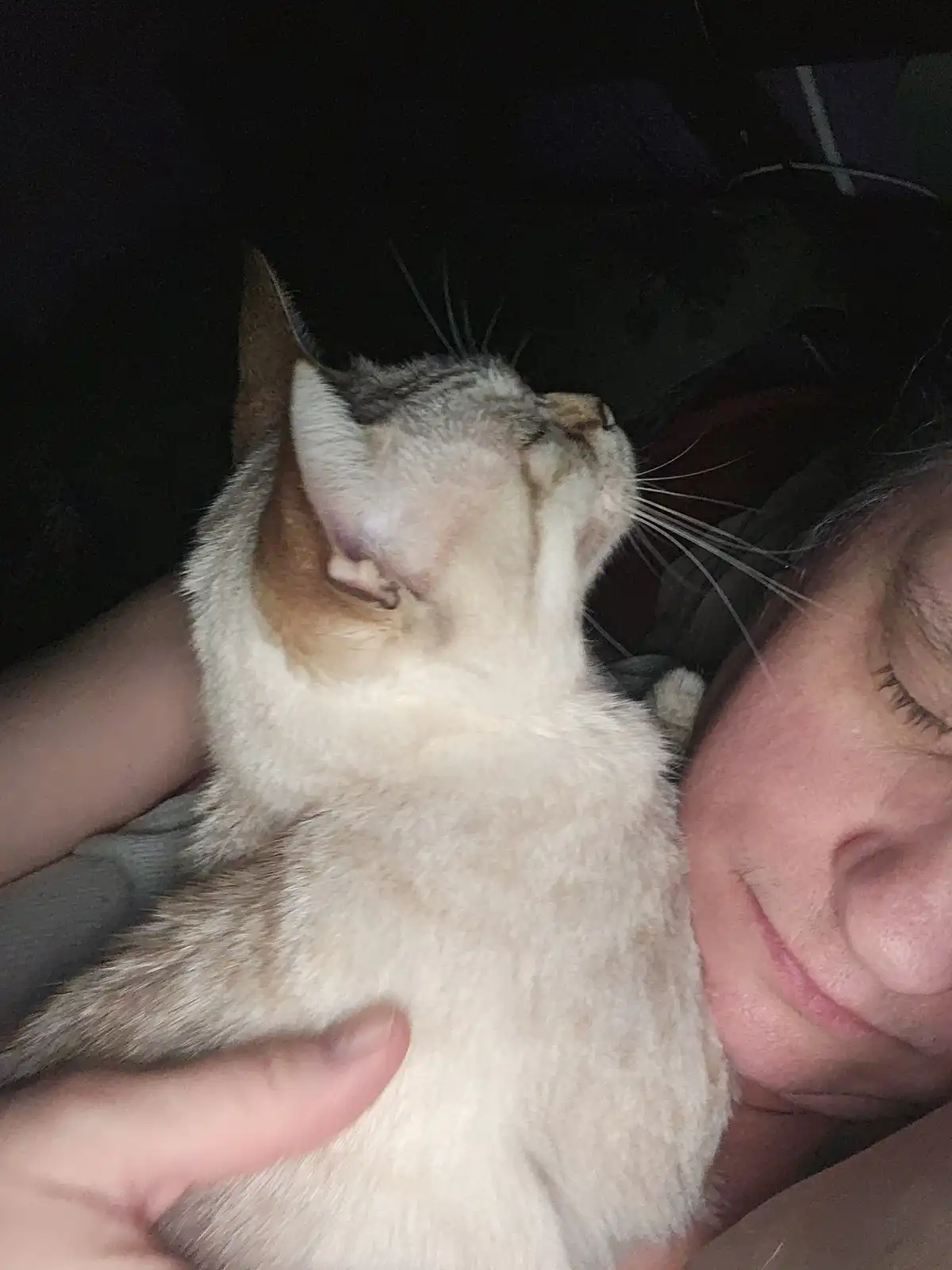 A close-up photo shows a light-colored cat with dark markings on its head and ears, being held by a person whose face is…