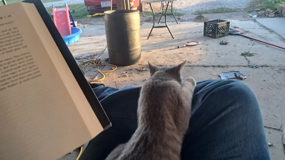 A gray cat sits on someone's lap outdoors, looking away from the camera toward a cluttered backyard with a red car, a black…