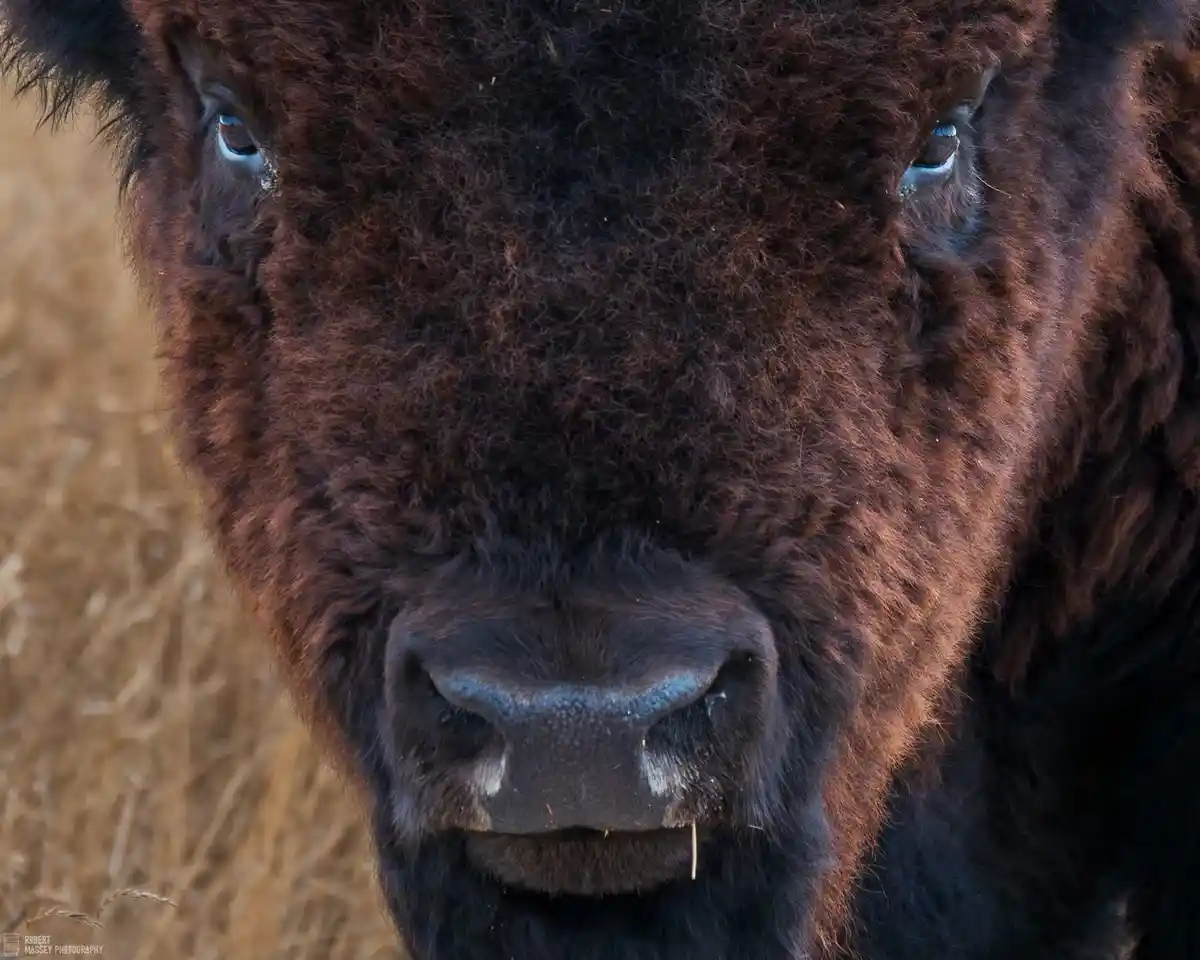 A close-up photograph of a bison's face, showing its dark brown shaggy fur, intense blue eyes, and large nose with white…