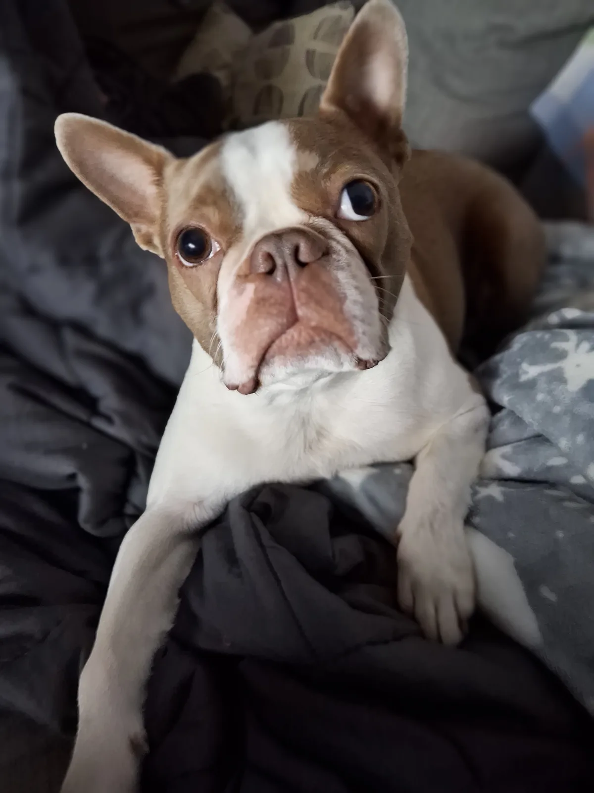 A brown and white French bulldog with large, expressive eyes looks directly at the camera with a sad, disappointed…