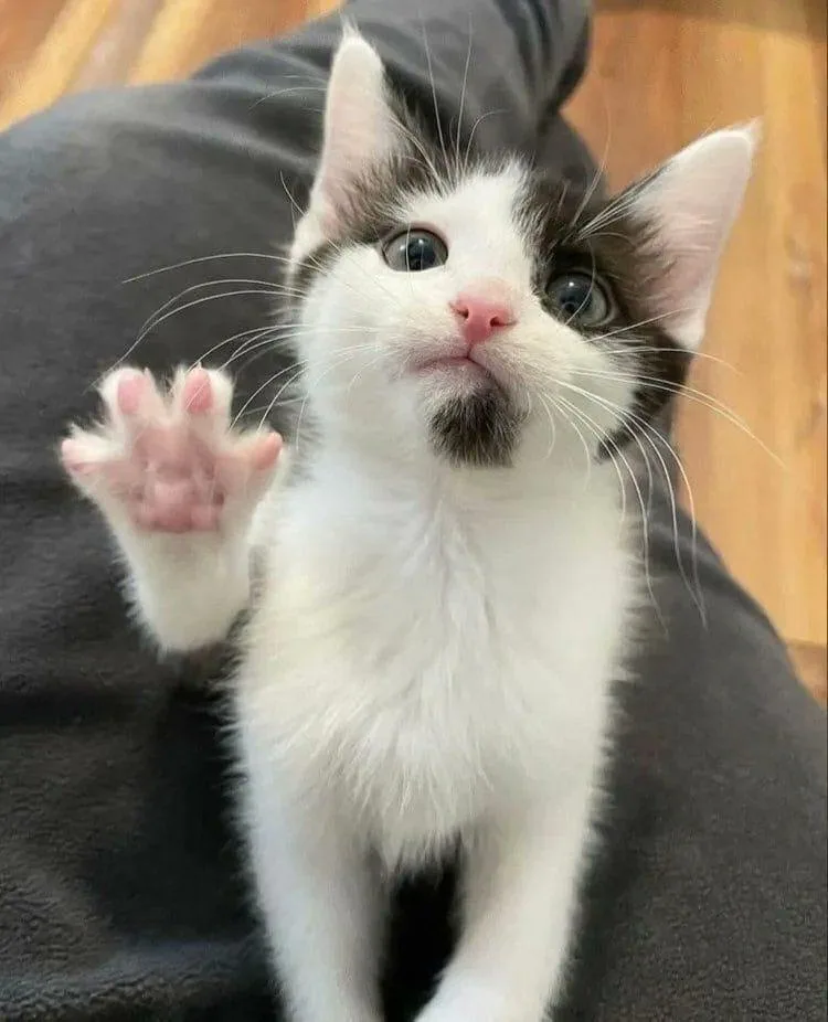 A small black-and-white kitten with wide, expressive eyes and a pink nose sits on a dark gray blanket, raising one paw as if…