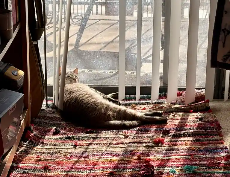 A tabby cat is lying stretched out on a colorful rug in front of a window with vertical blinds, basking in sunlight. The cat…
