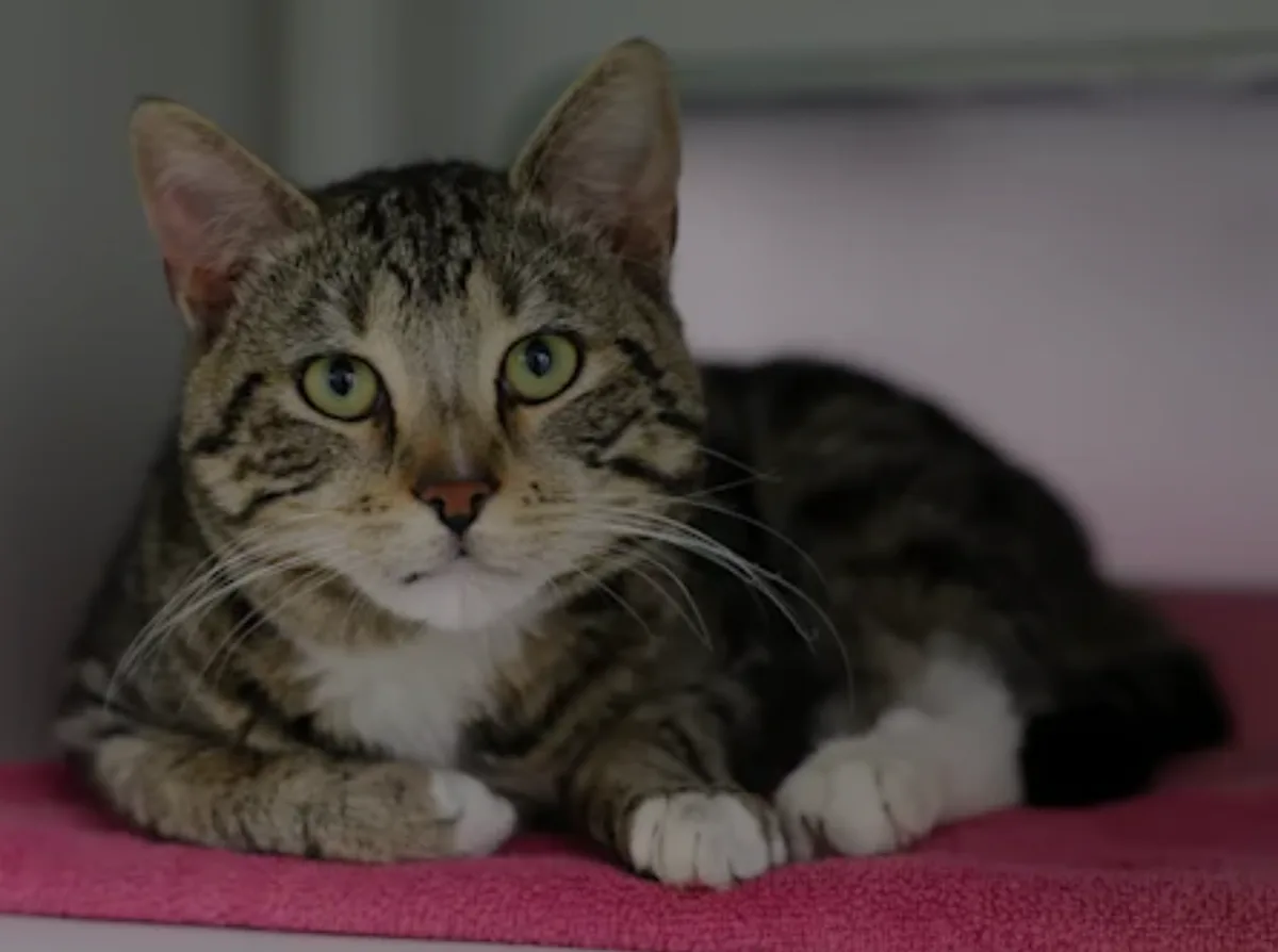 a tabby cat with green eyes and white paws lies on a pink towel, looking directly at the camera with a serious, soulful…