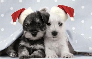 Adorable Adventures with My Puppies