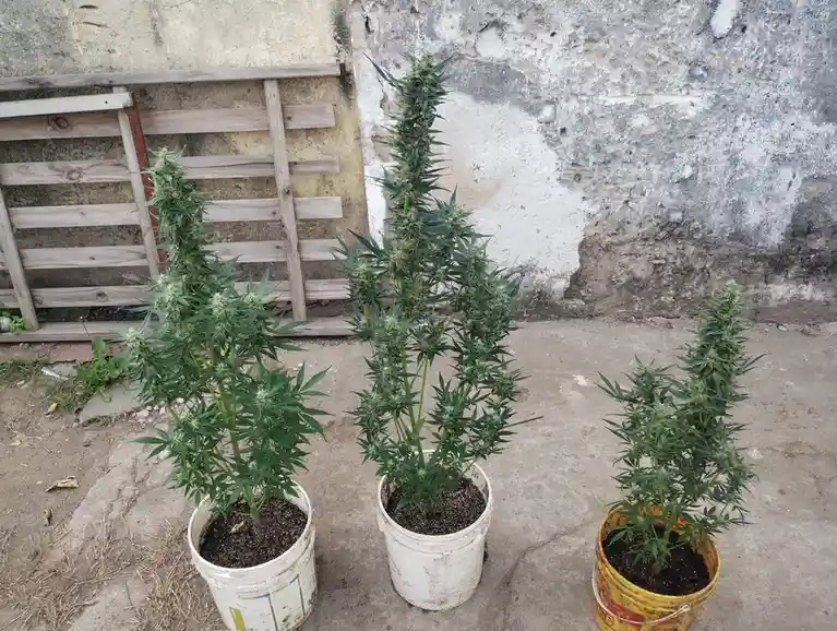Three cannabis plants in buckets sit outdoors against a weathered wall, with a wooden ladder leaning nearby. The plants are…