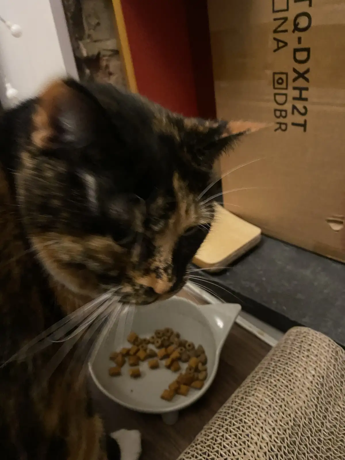 A blurry close-up of a tortoiseshell cat leaning over a white bowl of dry kibble, with motion blur suggesting movement. The…