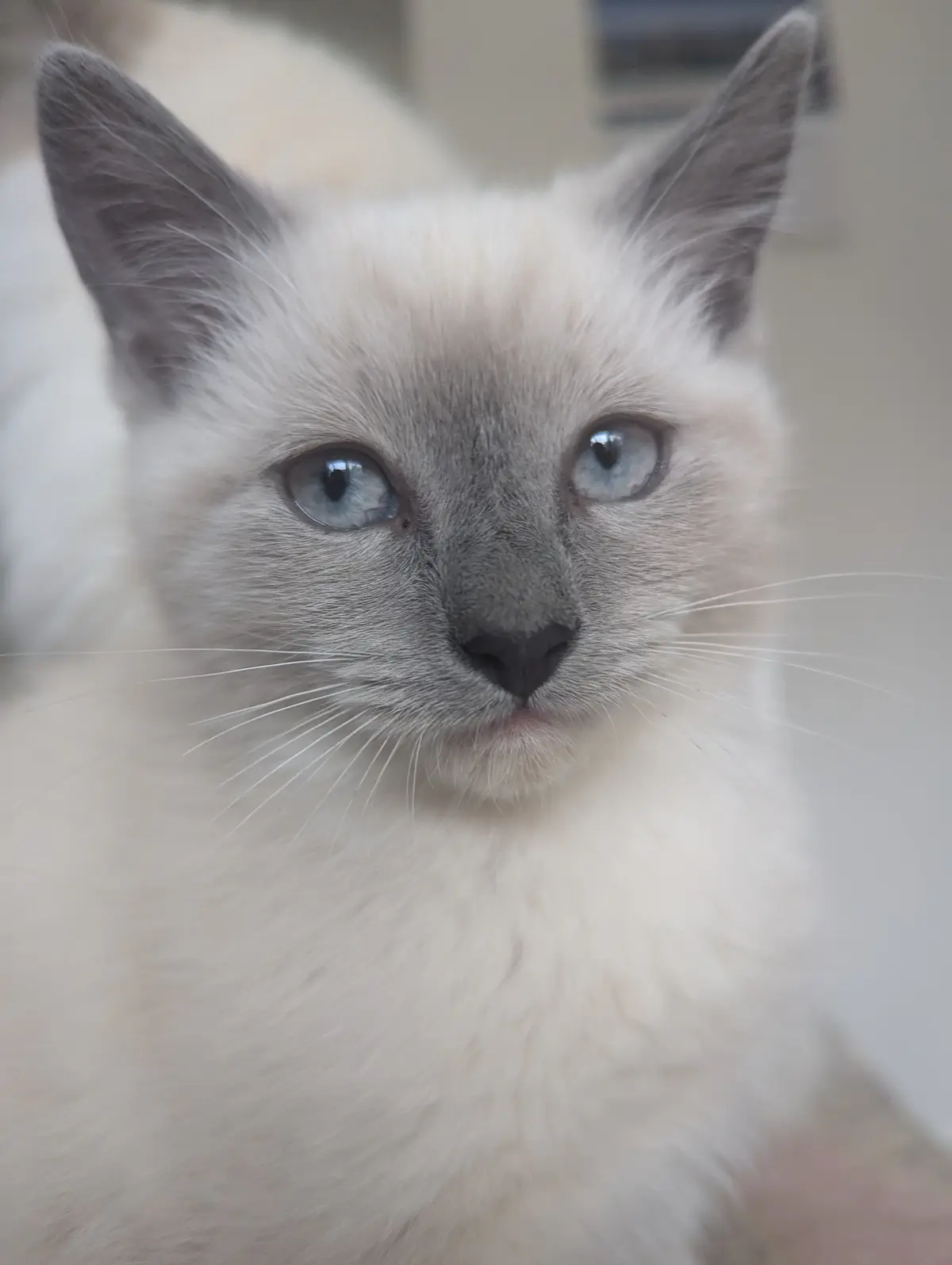 A close-up photo of a fluffy, light-colored cat with striking blue eyes and darker gray markings on its face and ears…