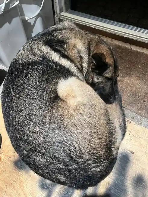 A large, fluffy dog with black and tan fur is curled up tightly into a near-perfect spherical shape on a wooden surface…