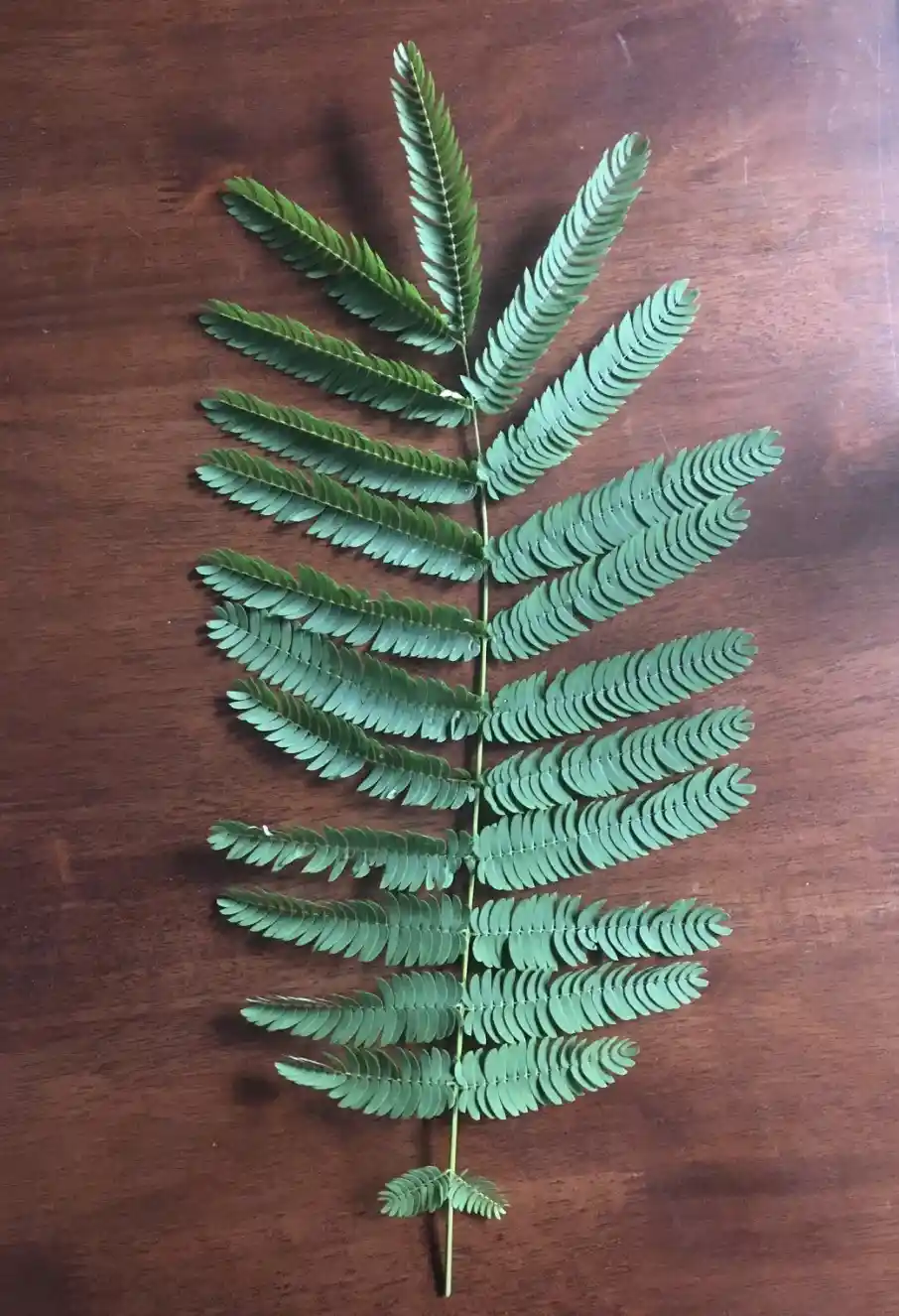 A single green, feathery compound leaf with many small leaflets arranged symmetrically on a central stem, laid flat on a…