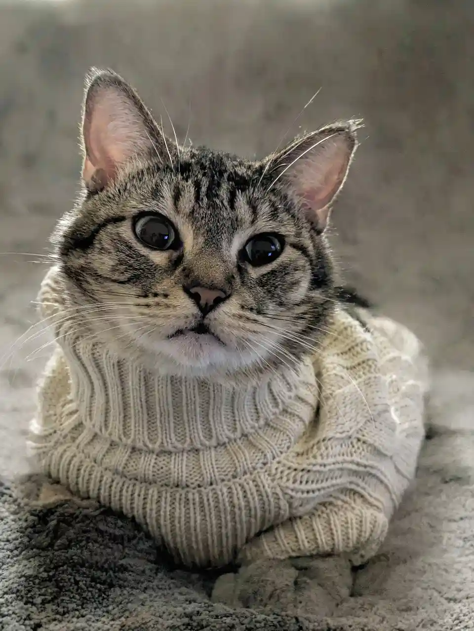 Cozy Caturday Vibes with Bijou the Cat