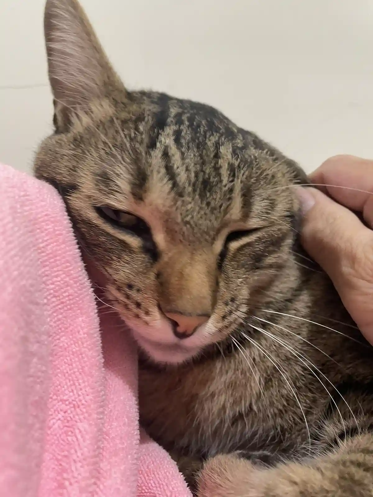 A close-up photo shows a tabby cat with its eyes half-closed in a relaxed, slightly unimpressed expression, nestled against…