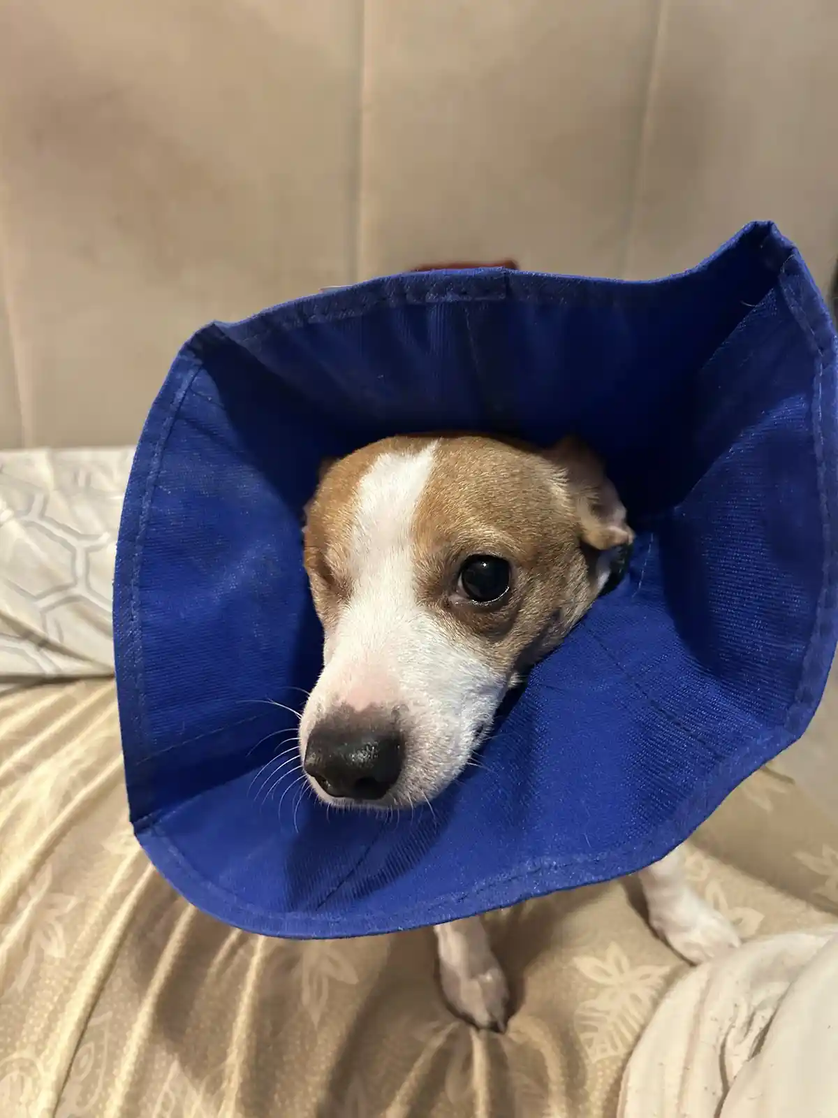 A small brown and white dog with a sad, pleading expression is wearing a large blue cone collar, sitting on a patterned…
