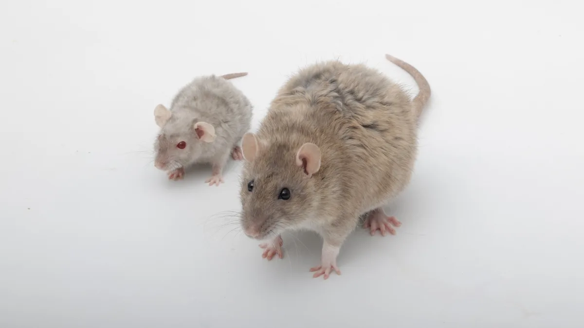 Two rats are shown on a plain white background, one larger and one smaller. The smaller rat has red eyes and is positioned…
