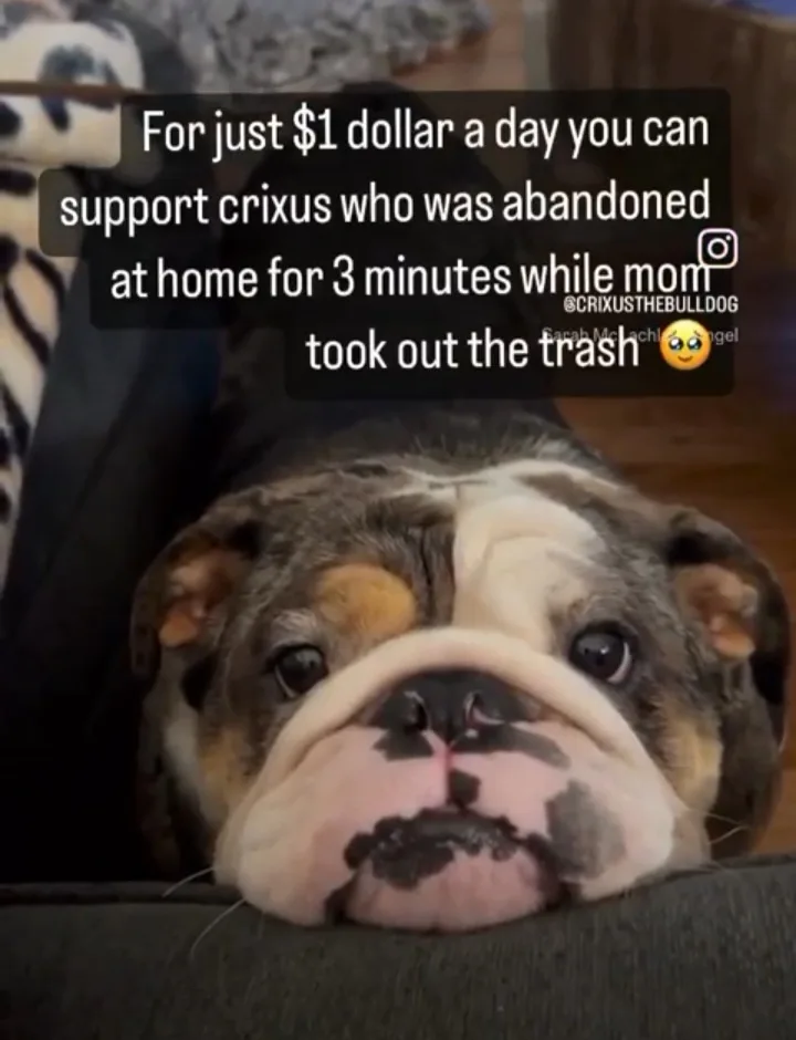 A close-up photo of a bulldog with a sad, pleading expression, resting its head on a dark surface. Overlaid text reads: 'For…