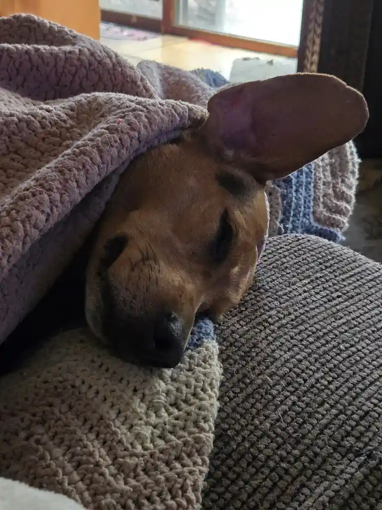 A brown dog with one ear visible is sleeping peacefully with its head buried under a thick, textured blanket on a couch. The…
