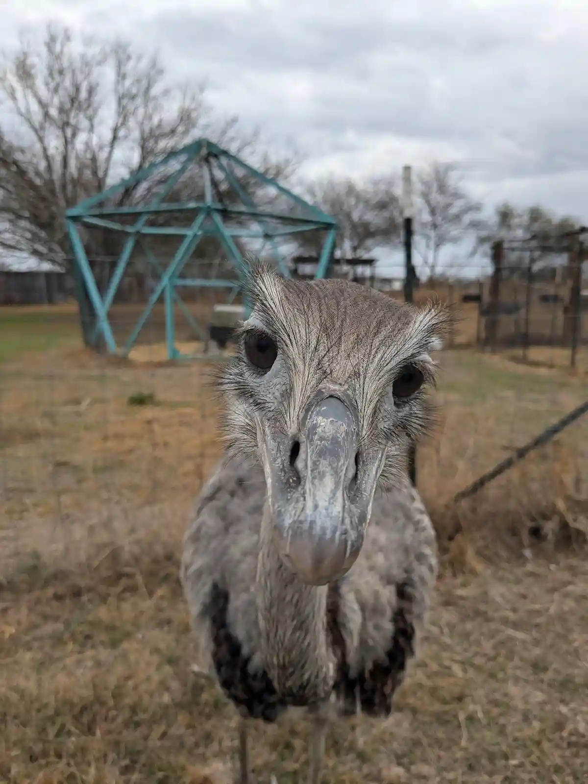 A close-up photo of an ostrich looking directly at the camera with a serious, intense expression, standing behind a wire…