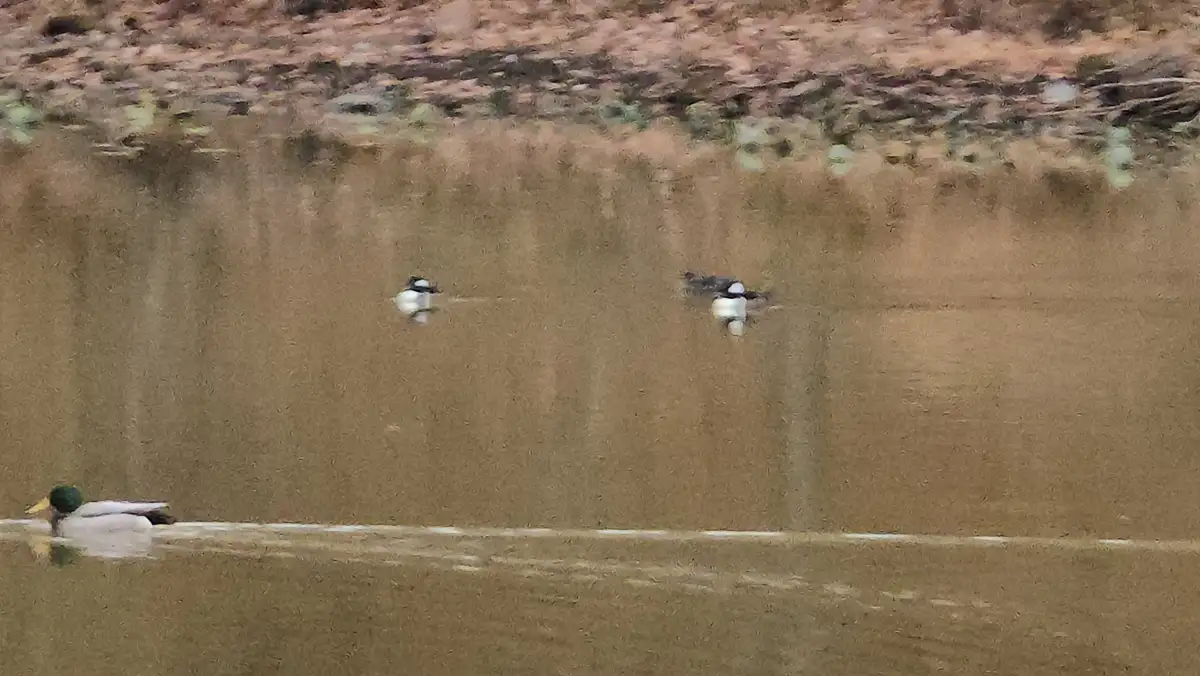 Spotted: A Few Adorable New Ducks!