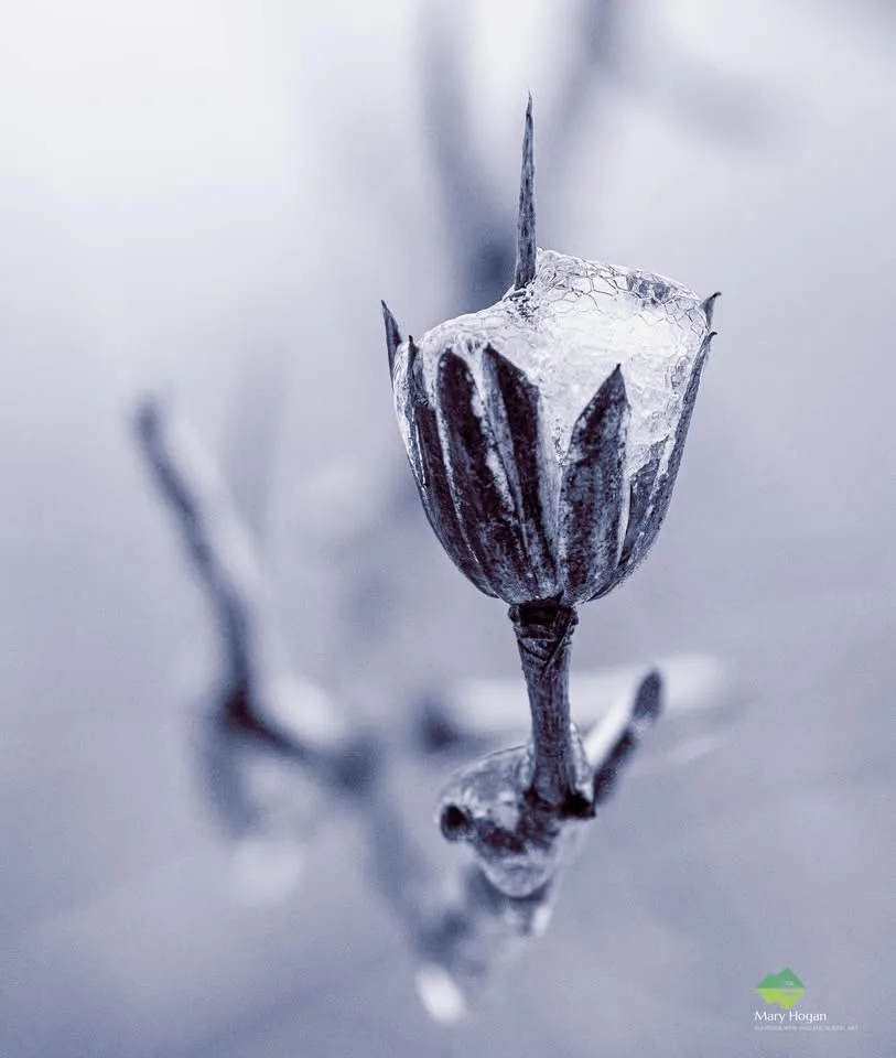 A close-up photograph of a frost-covered flower bud, its petals encased in ice with a sharp spike protruding from its…
