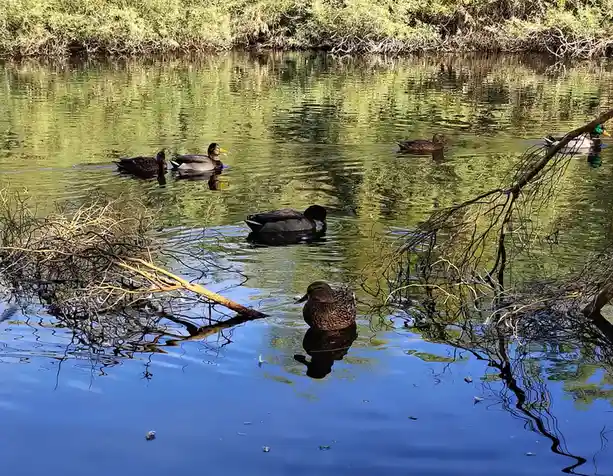 Exploring the Tranquility of Bullfrog Pond
