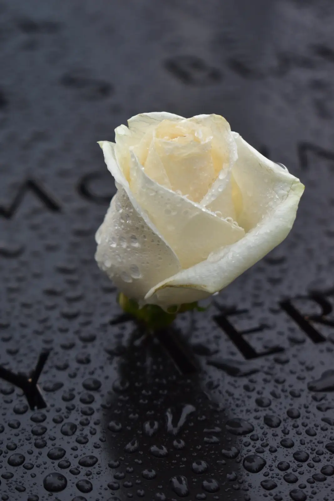 A single white rose with water droplets sits on a dark, wet surface with engraved letters partially visible, including 'X'…
