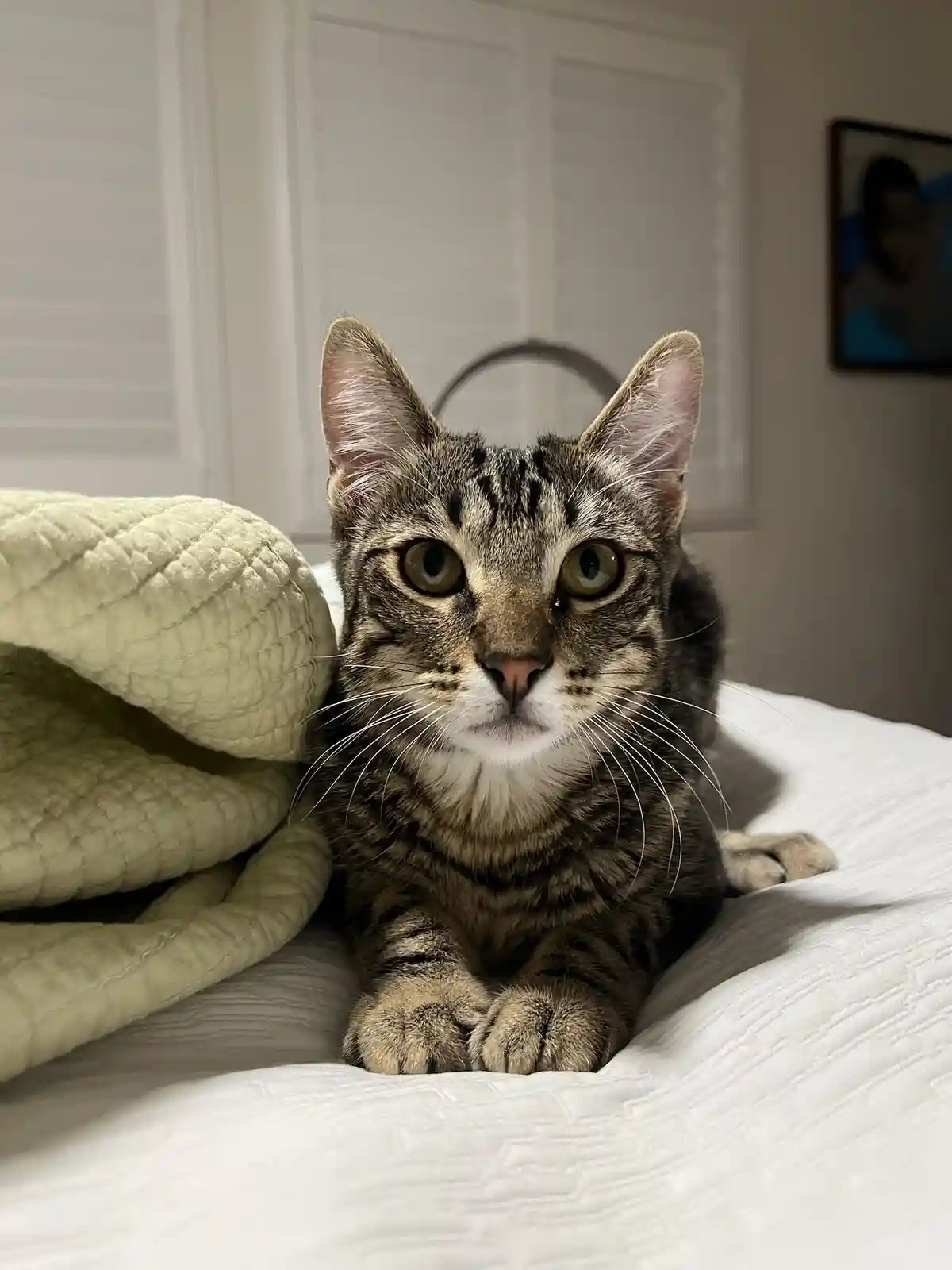 A tabby cat with wide, startled eyes sits alertly on a white bedspread next to a folded light green quilted blanket. The…
