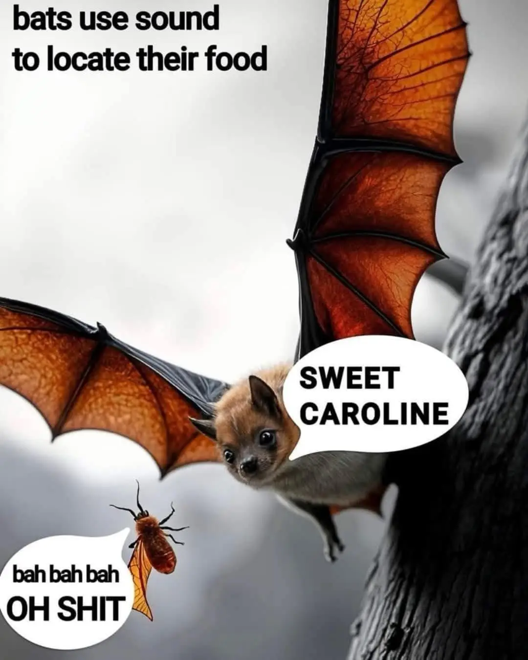 A small bat with brown wings and a furry face is shown hanging from a tree, looking down at a tiny moth. The bat has a…