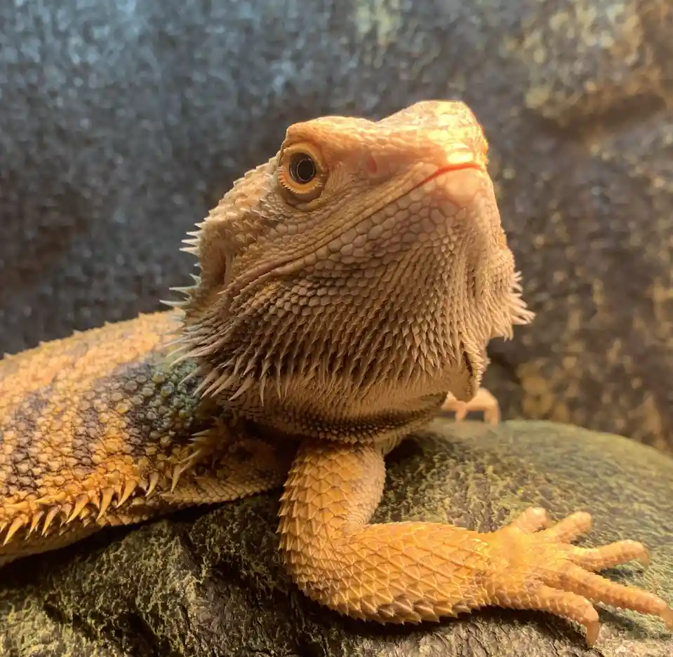 Lenny: The Meme That Keeps on Giving