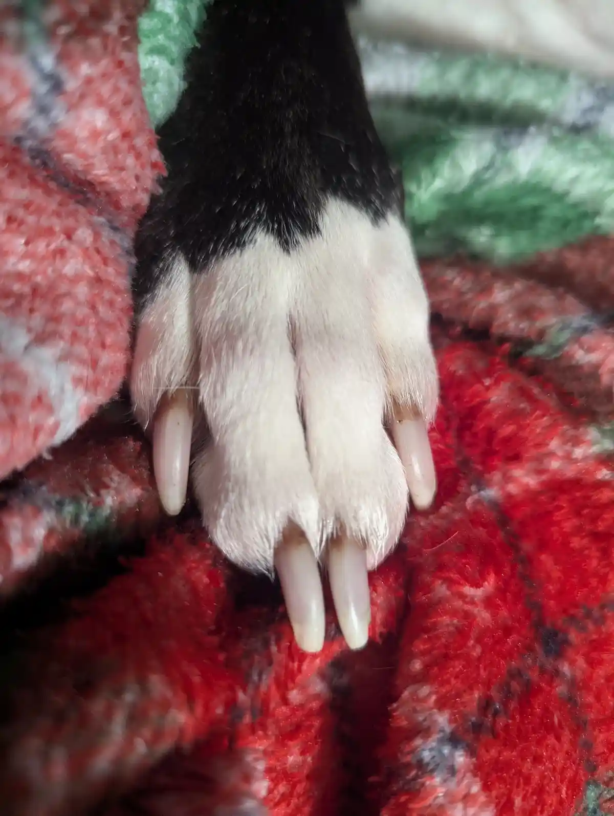 A close-up photo shows a dog's paw with long, prominent claws resting on a red, green, and black plaid blanket. The paw has…