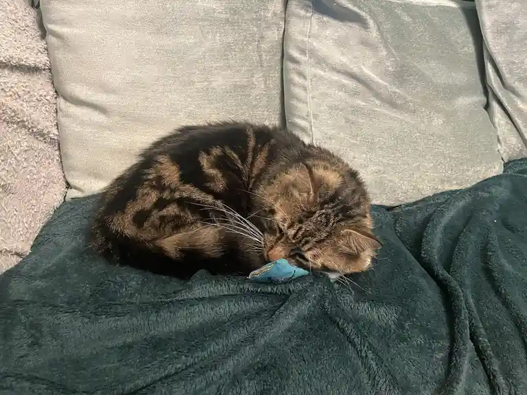 A brown tabby cat is curled up and sleeping soundly on a dark green blanket draped over a grey couch. Its head rests on a…