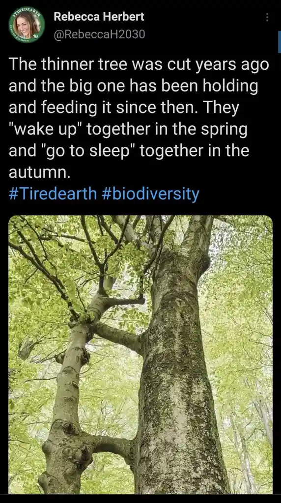 A low-angle photo shows two tree trunks growing together, one thicker and one thinner, with green leaves. Overlaid text…