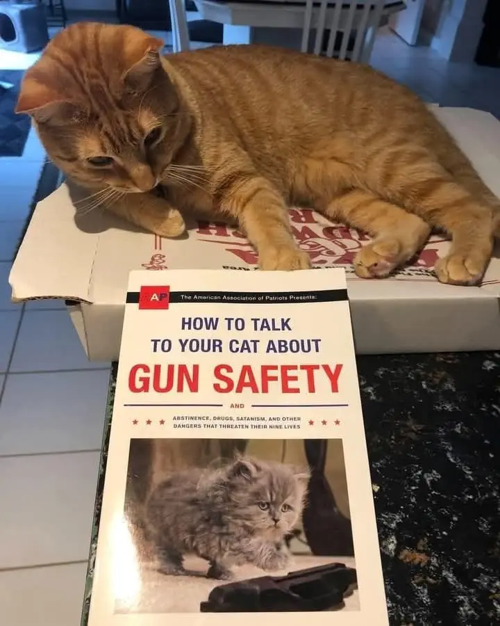 An orange tabby cat lounges atop a pizza box, looking down at a pamphlet titled 'HOW TO TALK TO YOUR CAT ABOUT GUN SAFETY…