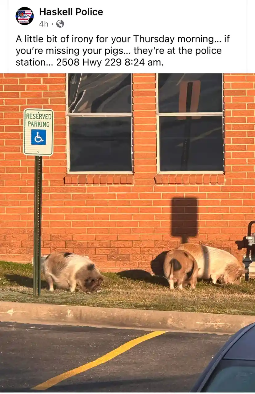 Three pigs are seen grazing on grass next to a brick police station building, near a 'RESERVED PARKING' sign with a…