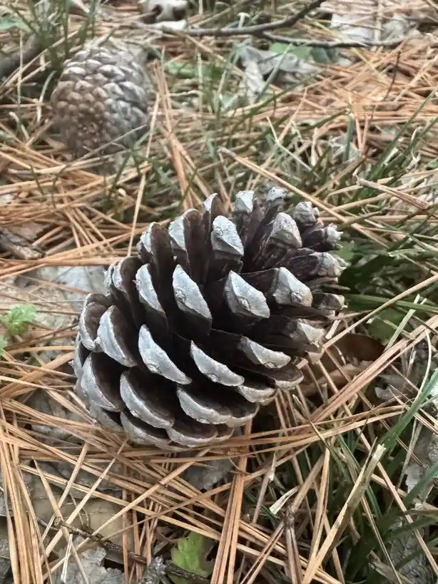 A close-up photograph shows a brown, open pine cone resting on a bed of dry pine needles and sparse green grass. Another…
