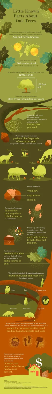 An infographic titled 'Little Known Facts About Oak Trees' displays various facts about oak trees with illustrations of…